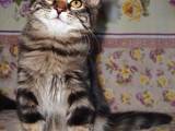 Кішки, кошенята Сибірська, ціна 3000 Грн., Фото