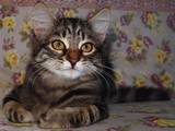 Кішки, кошенята Сибірська, ціна 3000 Грн., Фото