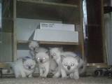 Кішки, кошенята Сіамська, ціна 250 Грн., Фото