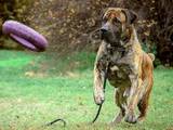 Собаки, щенята Південноафриканський Бурбуль, ціна 500 Грн., Фото