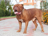 Собаки, щенята Бордоський дог, ціна 6000 Грн., Фото