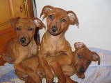 Собаки, щенята Карликовий пінчер, ціна 2000 Грн., Фото