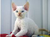 Кішки, кошенята Девон-рекс, ціна 2500 Грн., Фото