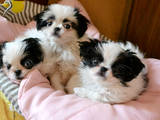 Собаки, щенки Японский хин, цена 1500 Грн., Фото