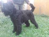 Собаки, щенки Черный терьер, цена 7000 Грн., Фото