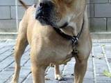 Собаки, щенята Мальоркскій бульдог (Ка Де Бо), ціна 2000 Грн., Фото