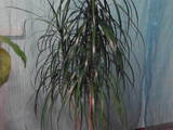 Домашние растения Драцены, цена 300 Грн., Фото