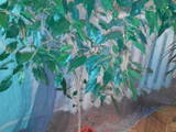 Домашние растения Драцены, цена 300 Грн., Фото
