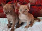 Кошки, котята Бурма, цена 8500 Грн., Фото