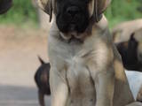 Собаки, щенята Англійська мастіф, ціна 13000 Грн., Фото