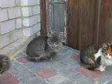 Кошки, котята Сибирская, цена 10 Грн., Фото