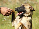 Собаки, щенки Бельгийская овчарка (Малинуа), цена 50 Грн., Фото