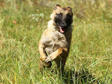 Собаки, щенята Бельгійська вівчарка (Малінуа), ціна 50 Грн., Фото