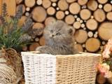 Кішки, кошенята Highland Fold, ціна 2600 Грн., Фото