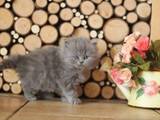 Кошки, котята Хайленд Фолд, цена 2600 Грн., Фото