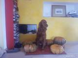 Собаки, щенята Ірландський сетер, ціна 2000 Грн., Фото