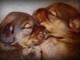 Собаки, щенки Длинношерстная такса, цена 1500 Грн., Фото