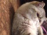 Кішки, кошенята Екзотична короткошерста, ціна 10 Грн., Фото