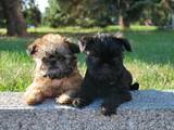 Собаки, щенки Брюссельский гриффон, цена 5000 Грн., Фото