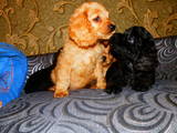 Собаки, щенята Американський коккер, ціна 1200 Грн., Фото