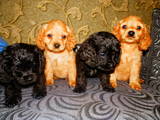 Собаки, щенята Американський коккер, ціна 1200 Грн., Фото