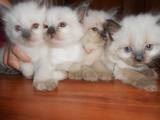 Кішки, кошенята Балінез, ціна 500 Грн., Фото