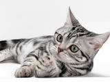 Кошки, котята Американский бобтейл, цена 200 Грн., Фото