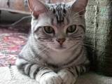 Кішки, кошенята Американський бобтейл, ціна 200 Грн., Фото