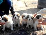 Собаки, щенята Сенбернар, ціна 3200 Грн., Фото