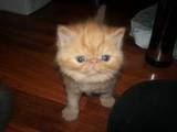 Кішки, кошенята Екзотична короткошерста, ціна 1100 Грн., Фото