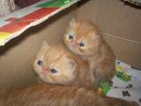 Кошки, котята Экзотическая короткошерстная, цена 1100 Грн., Фото