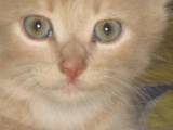 Кішки, кошенята Турецька Ангора, ціна 20 Грн., Фото