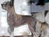 Собаки, щенки Китайская хохлатая собака, цена 6000 Грн., Фото