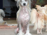 Собаки, щенки Китайская хохлатая собака, цена 6000 Грн., Фото