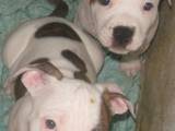 Собаки, щенки Американский бульдог, цена 1000 Грн., Фото