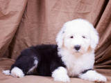 Собаки, щенки Бобтейль, цена 10000 Грн., Фото