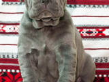 Собаки, щенята Мастіно неаполетано, ціна 7000 Грн., Фото