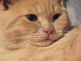 Кішки, кошенята Британська довгошерста, ціна 100 Грн., Фото