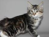 Кішки, кошенята Курильський бобтейл, ціна 2000 Грн., Фото