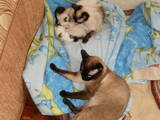 Кошки, котята Сиамская, цена 300 Грн., Фото