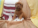 Собаки, щенята Бордоський дог, ціна 5000 Грн., Фото