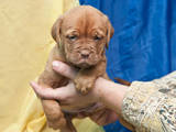 Собаки, щенки Бордосский дог, цена 5000 Грн., Фото
