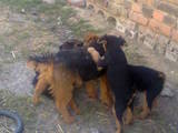Собаки, щенята Вельштер'єр, ціна 1500 Грн., Фото