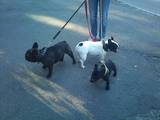 Собаки, щенки Французский бульдог, Фото