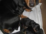 Собаки, щенки Гладкошерстная такса, цена 400 Грн., Фото