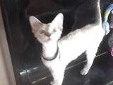 Кошки, котята Девон-рекс, цена 5000 Грн., Фото