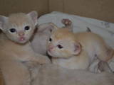 Кішки, кошенята Бурма, ціна 3000 Грн., Фото