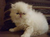 Кішки, кошенята Персидська, ціна 650 Грн., Фото