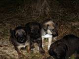 Собаки, щенята Вартова, ціна 10 Грн., Фото