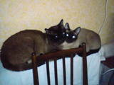 Кошки, котята Сиамская, цена 10 Грн., Фото